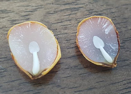 바로쿡닷컴 국문 CI
